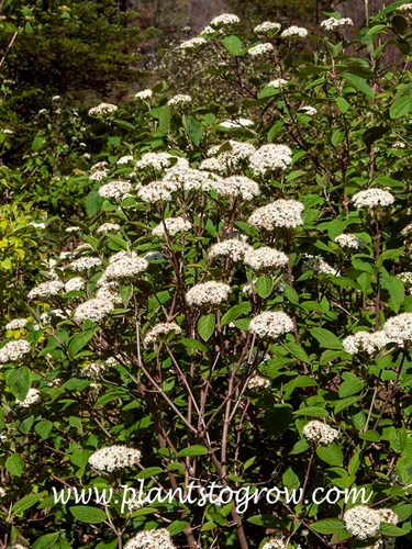 Siebold Viburnum (V, sieboldii)
(mid April)